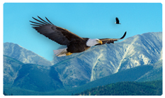 DNSEMP-C-130 Soaring Eagle Im Free